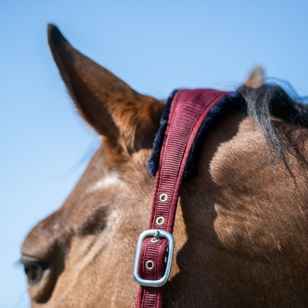 Halter Horsenjoy Royal