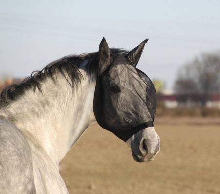 Fly mask York Anika