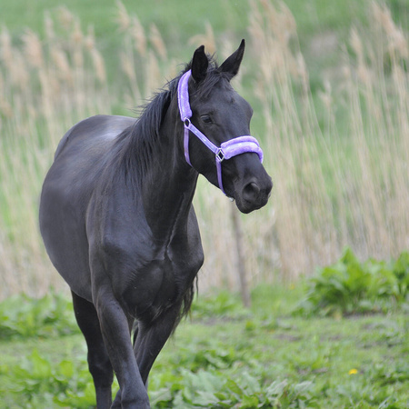 Halfter York Softy mit Plüschpolsterung