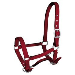 Foal halter York Tobi