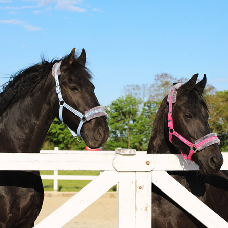Halter Horsenjoy Horse Star