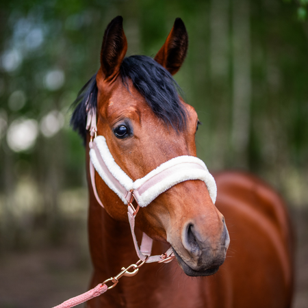 Halter Horsenjoy Glossy