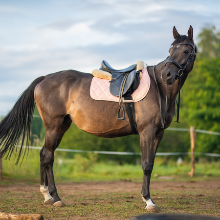 Saddle pad Horsenjoy Glossy VS