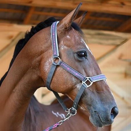 Halter with lead rope York Bella