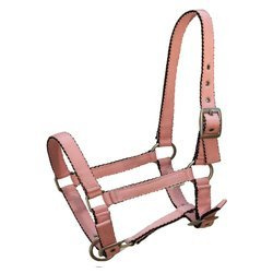 Foal halter York Tobi