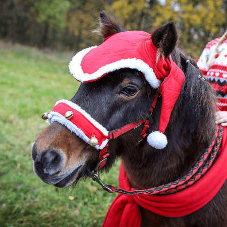 Christmas halter bells York