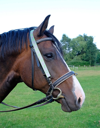 Reflective Lanyard HR Horses