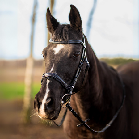 Bridle Horsenjoy Anatomic
