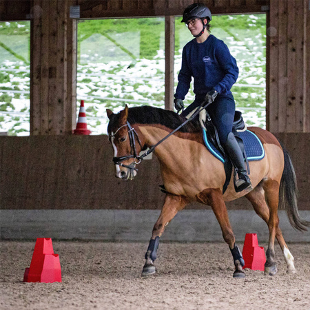 Pylonetti for cavaletti training