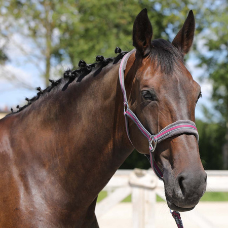 Halter with lead rope York Calipso