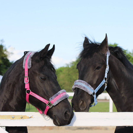 Kantar Horsenjoy Horse Star