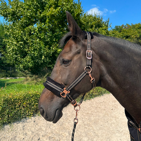 Halter York Gold Star